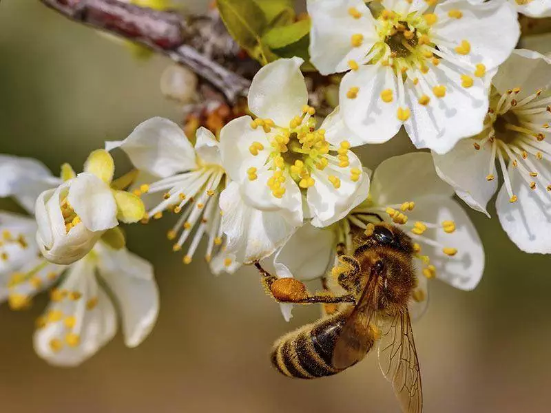 Imkerei Wissenswertes 6 Biene an Bluete 1