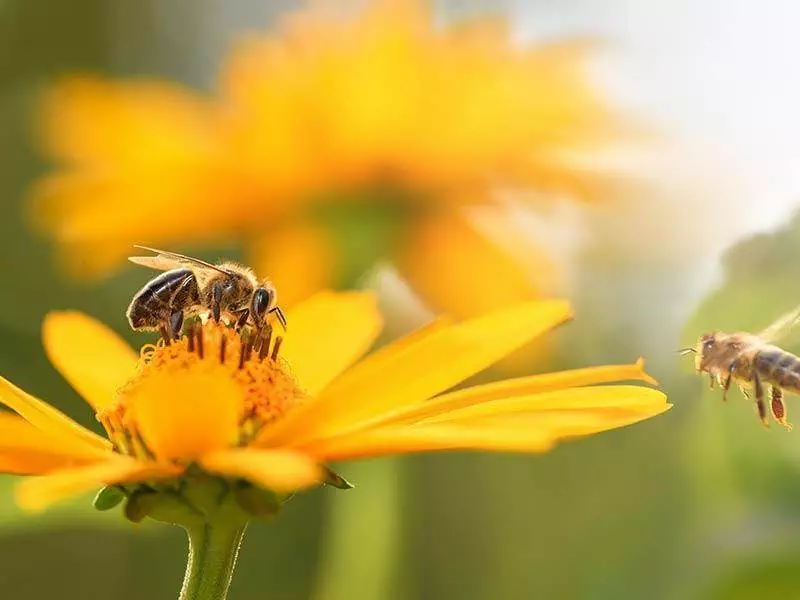 Imkerei Wissenswertes 8 Biene auf Bluete