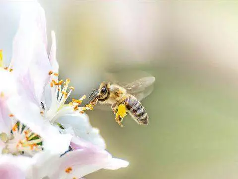 Imkerei Wissenswertes 4 Biene auf Bluete2