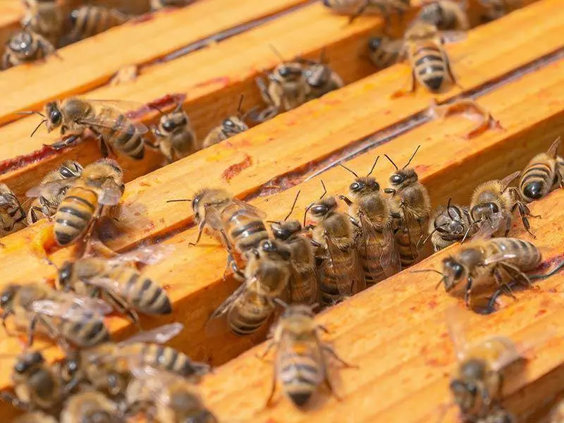 Imkerei Wissenswertes 7 Bienenkasten
