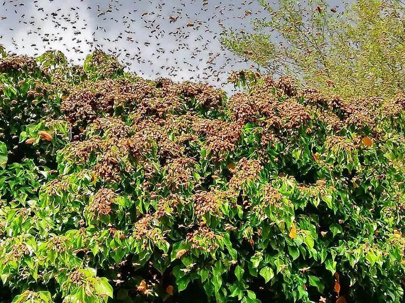 Imkerei Wissenswertes 5 Bienenschwarm COLOR projects 1
