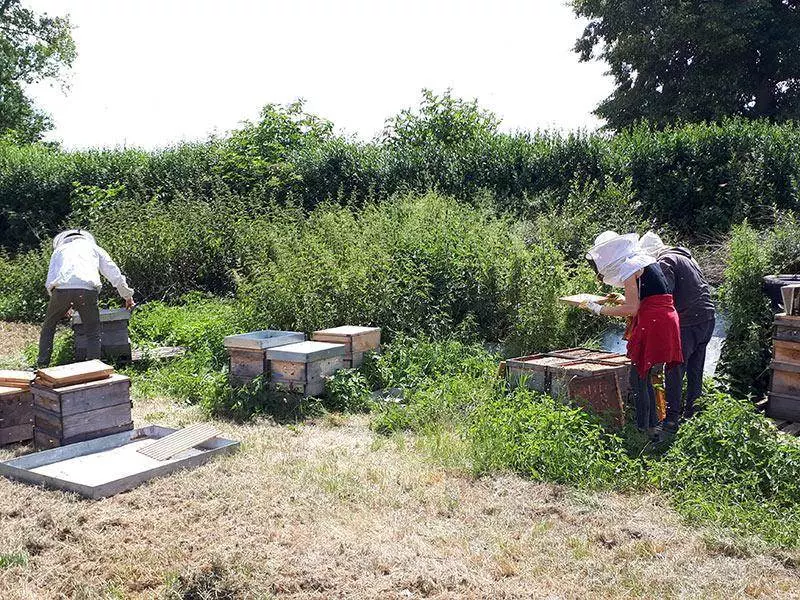 Imkerei 12 Bienenstand Arbeiten 1