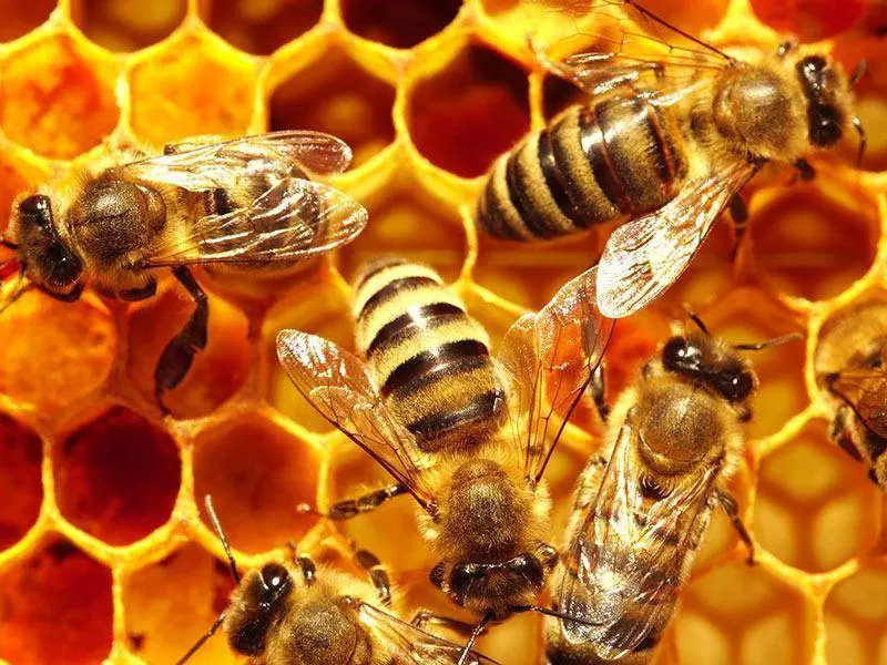 Bienenprodukte - natürlich für Ihre Gesundheit 10 Bienewaben 1