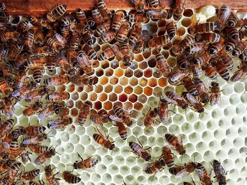 Bienenprodukte - natürlich für Ihre Gesundheit 9 Naturwabenbau 2