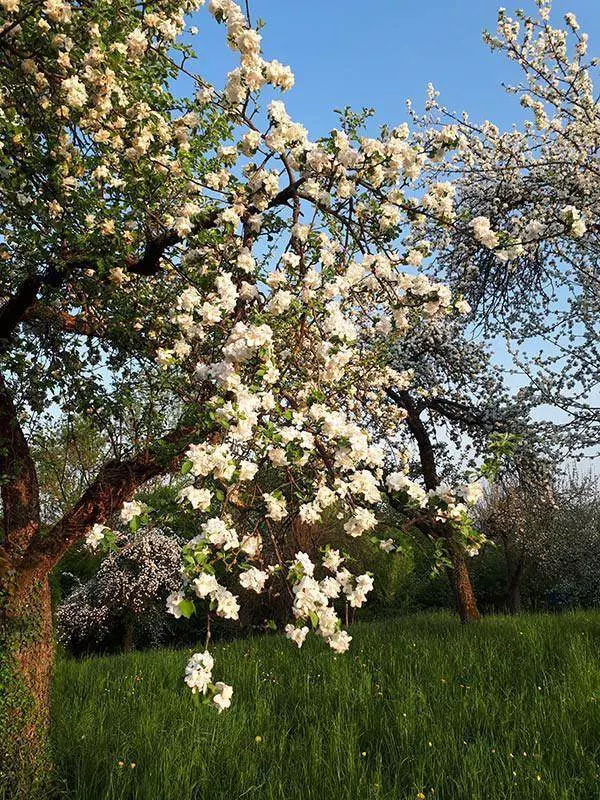 Bienenprodukte - natürlich für Ihre Gesundheit 6 Obstbaum 1