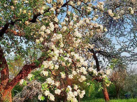 Imkerei Wissenswertes 3 Obstbaum 3