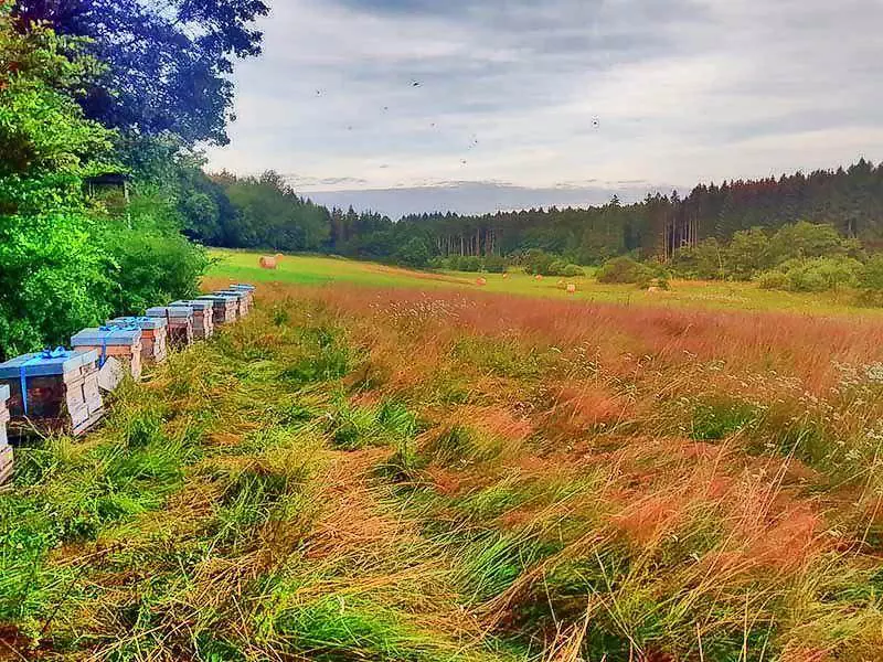 Imkerei 3 Ohaeuser Muehle Okologische Imkerei wiese