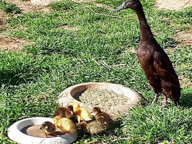 Schulbauernhof - Bauernhof für Kinder 8 Ohaeuser Muehle Schulbauernhof enten