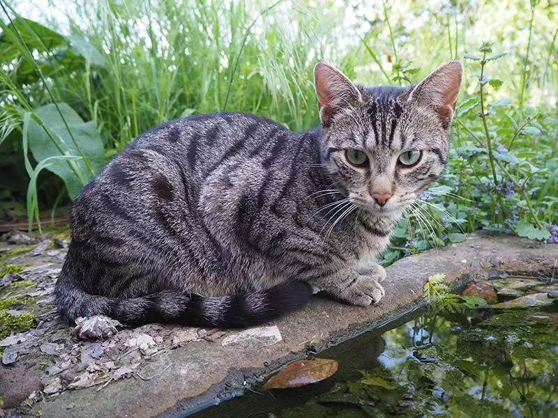 Schulbauernhof - Bauernhof für Kinder 10 Ohaeuser Muehle Schulbauernhof katzen
