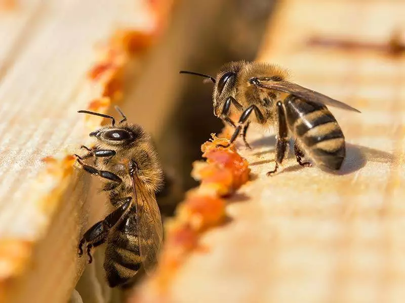 Imkerei Wissenswertes 9 Propolis