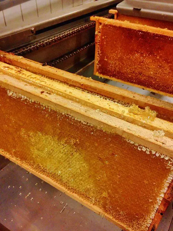 Bienenprodukte - natürlich für Ihre Gesundheit 11 Schleuderung Honig 2